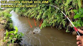 Luar Biasa Mancing di Selokan Rasa Mancing di Kolam Ikannya Besar2 #LM02