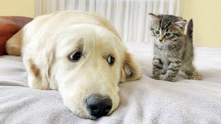 Golden Retriever Tries to Make Friends with Tiny Kitten!