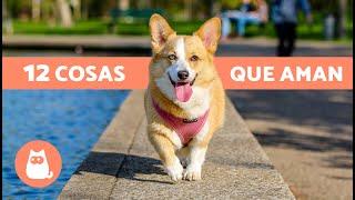 12 COSAS que más AMAN los PERROS  ¡Descúbrelas!