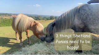 Three things Shetland Ponies Need to be happy: TV Episode 506