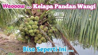 Kebun Kelapa Genjah Pandan Wangi | Budidaya dan Produksi Kelapa Muda  @yosephyoutube123