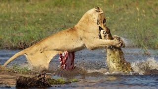 Lions Will Stop at Nothing To Take Revenge on The Crocodile