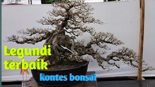 LEGUNDI BONSAI LOKAL MASUK KONTES TERBAIK INDONESIA 2022