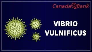 Vibrio vulnificus Explained: Symptoms, Treatment, and Prevention | CanadaQBank