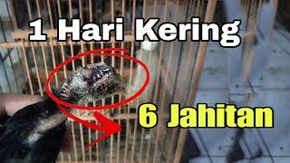 Cara Mengobati Luka Parah Pada Ayam Agar Cepat Sembuh