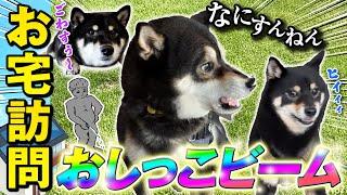 【夏休み】柴犬が彼氏？の家でおしっこかけられた