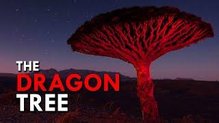 Dragon Blood Tree: One Of The Rarest Trees In The World