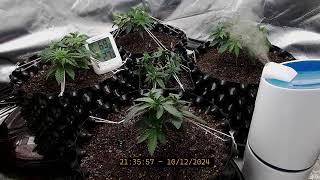 10-12-2024 - Part 1 - Live Cannabis Grow | Real-Time Indoor Cultivation & Plant Growth Stream