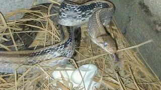 Video The big snake lays its eggs, Sreyloeng Home Trap