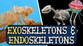 Exoskeletons and Endoskeletons