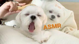 ASMR) Legendary Tingle Puppy Night Skincare | Sleepiness Guaranteed 