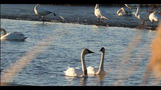 Swan Hangout