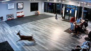 Deer crashes through iSmash rage room window in Syracuse NY