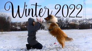 Winter 2022 || Dog tricks & fun with Thunder the rough collie