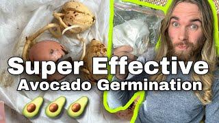 How To Grow Avocado Seeds Using The Paper Towel And Plastic Bag Method  - EASY AVOCADO GROWING