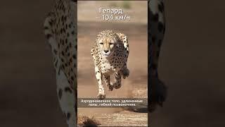 Невероятные скорости вокруг нас! #наука #космос #факты  #экзопланеты  #формаземли  #земля  #скорость