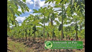 Cultivo de Lechosa o Papaya: Requerimientos Climáticos y Preparación del Suelo