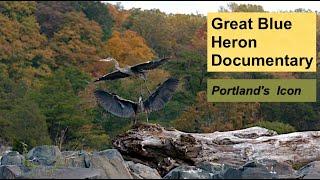 Great Blue Heron Documentary. Portland's Icon.