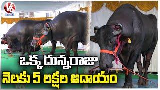 Khairatabad Madhu Yadav : World Famous Bulls In Hyderabad, Getting Ready For Sadar Festival | V6