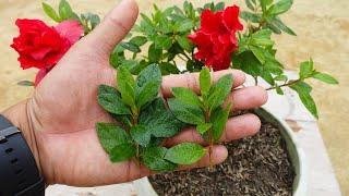 How to grow Azalea plant from cuttings | Azalea plant