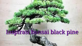 Pesona Bonsai Black Pine