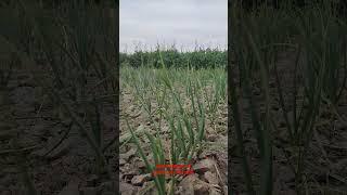 Germination of garlic on flat soil,Lahsun ka khet,How can grow garlic on flat soil?