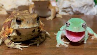 You are slow！Frog make fun of toad（australian green tree frog,Japanese tree frog,amazon milk frog）