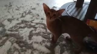 Когда котятам дома было очень скучно...
