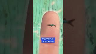 #shorts #суперкнига #рисование  #рыба   Какая рыба самая большая в мире?