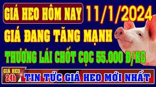 Giá heo hơi ngày 11/1/2024 - GIÁ ĐANG TĂNG MẠNH, THƯƠNG LÁI CHỐT CỌC MỐC 55.000 ĐỒNG/KG