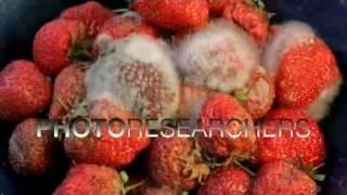 Strawberries Rotting - Photo Researchers