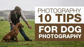 PHOTOGRAPHY BASICS | 10 Tips for Dog Photography
