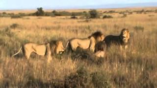 Three male lions vs one male lion