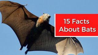 15 Interesting Facts About Bats