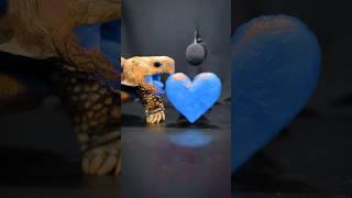 Satisfying ASMR Mukbang Eating BLUE HEART  Turtle Tortoise