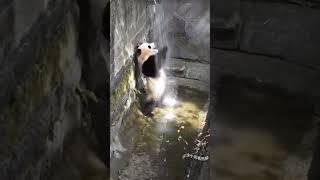 kompilasi panda #panda #pandacute #cute #animals #hewan #fypyoutube #fyp