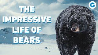 The Impressive Life of Bears | Wildlife Documentary