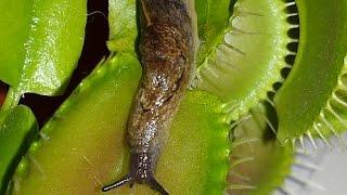 ENORMOUS SLUG CRUSHED BY MY BIG VENUS FLY TRAP