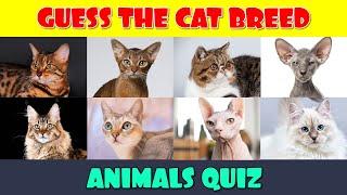 Cat Breeds Quiz