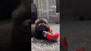 С концовки я офигела