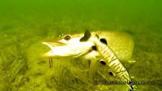 BEST 20+ pike attacks underwater on fishing lures 2015-2016. Рыбалка щука атака.