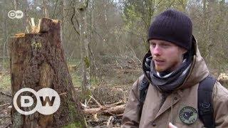 The fight for Europe's last primeval forest | DW English