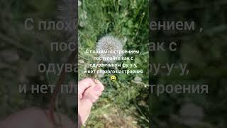 позитивное настроение  