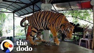 Tiger Has Been Chained Up Her Whole Life | The Dodo