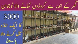 How to Start Fancy Hen farming in Pakistan|Asad Abbas chishti|