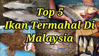 Top 5 Ikan Termahal Di Malaysia || anda pasti terkejut dengan harga ikan ini