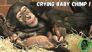 Baby Chimpanzee Crying For His Mom | Charlie Bit My Finger Chimp Style