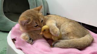 The daily life of ducklings and kittens is very interesting!  kitten taking care of duck 