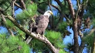 Bald Eagle