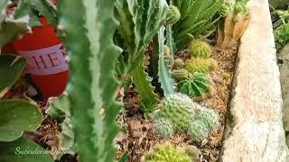 #484 Planting Succulent Haworthia Plant Propagations | Front yard Garden